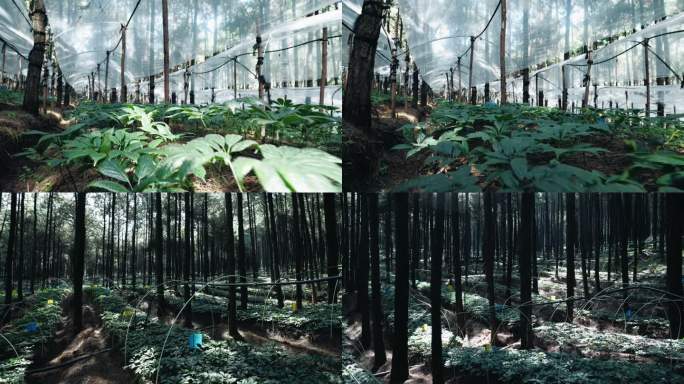 林下三七种植基地、苗圃、林地4K实拍