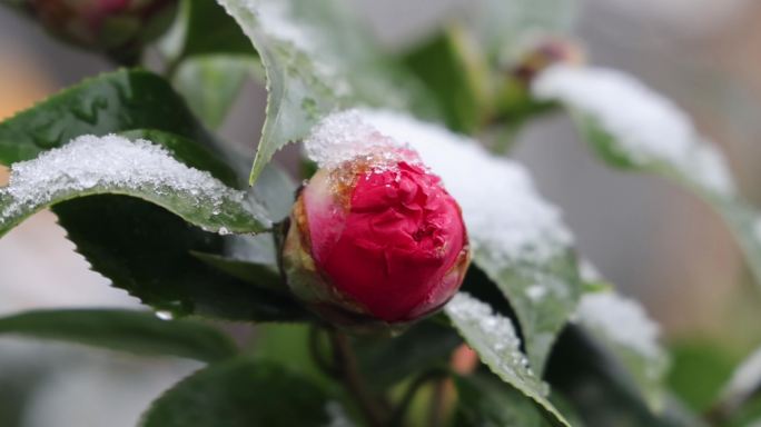 山茶花 带积雪的山茶花 惊蛰