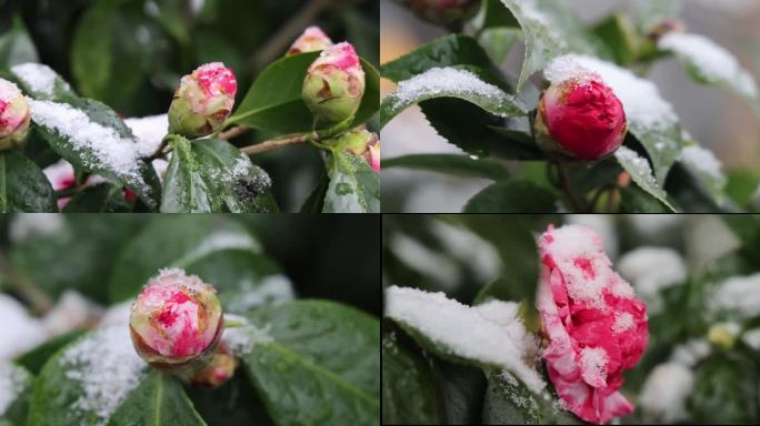 山茶花 带积雪的山茶花 惊蛰