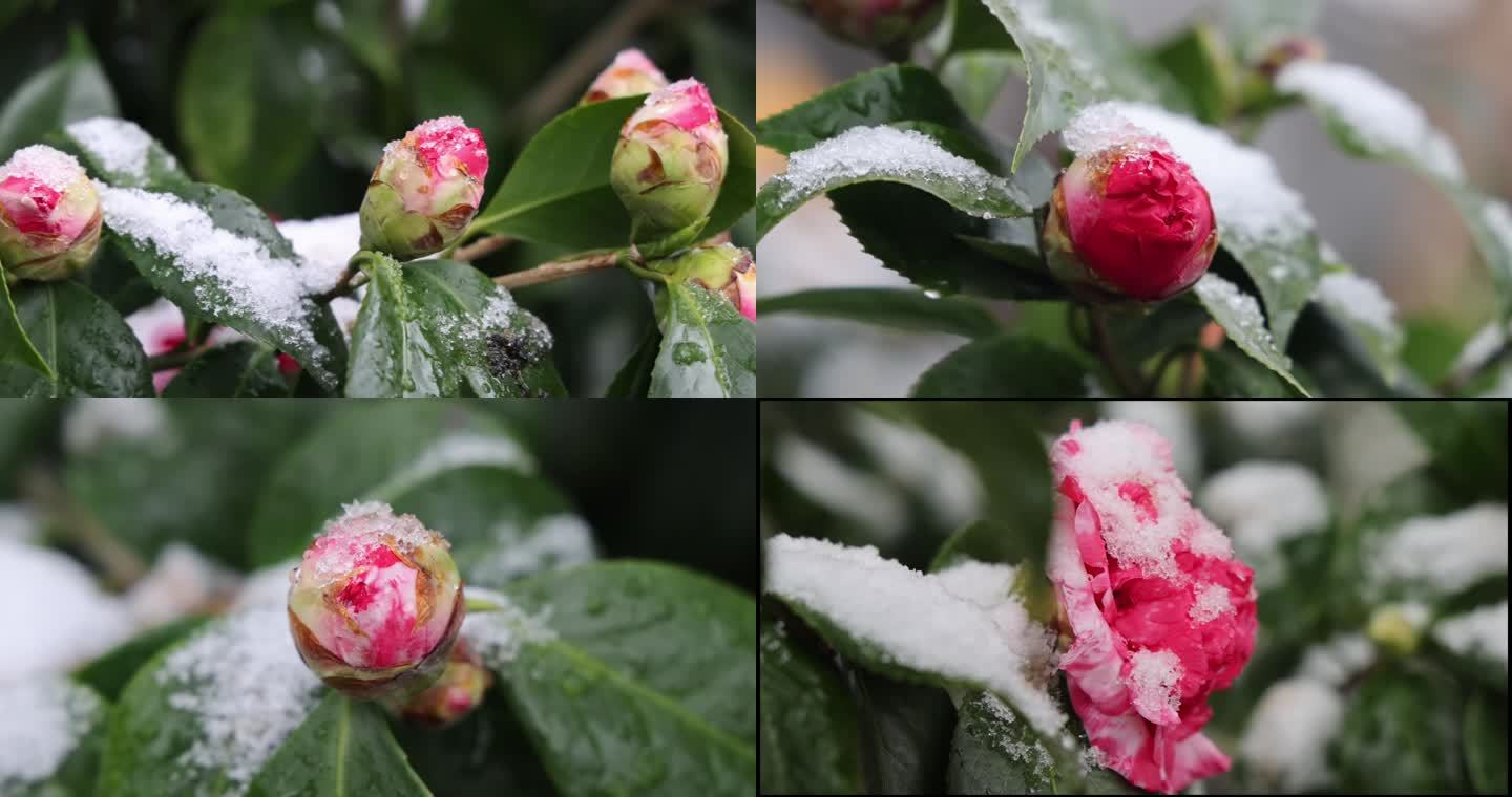 山茶花 带积雪的山茶花 惊蛰