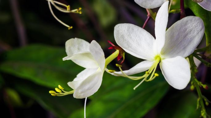 春天垂丝茉莉花开延时摄影