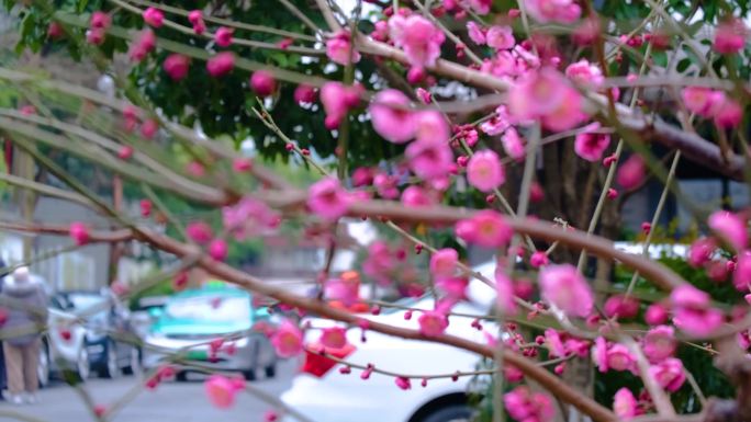 杭州植物园灵峰探梅梅花开了风景视频素材4