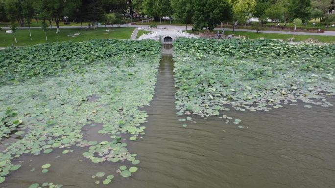 城市风景旅拍公园荷花绿色