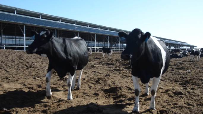 奶牛养殖场大型转盘挤奶台机械化添加饲料