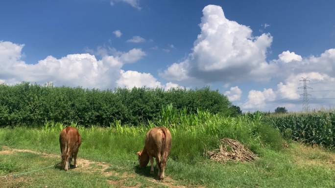 黄牛吃草蓝天白云背景