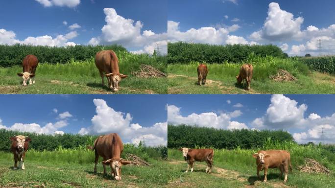 黄牛吃草蓝天白云背景