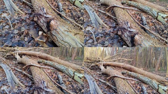 被风暴带来的狂风吹倒的折断的树木躺在森林里的地上