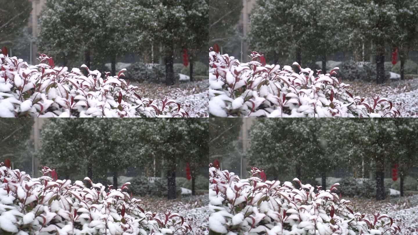 冬天下雪雪景小雪中雪大雪雪花飘落舞台背景