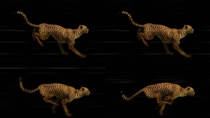猎豹奔跑循环动画