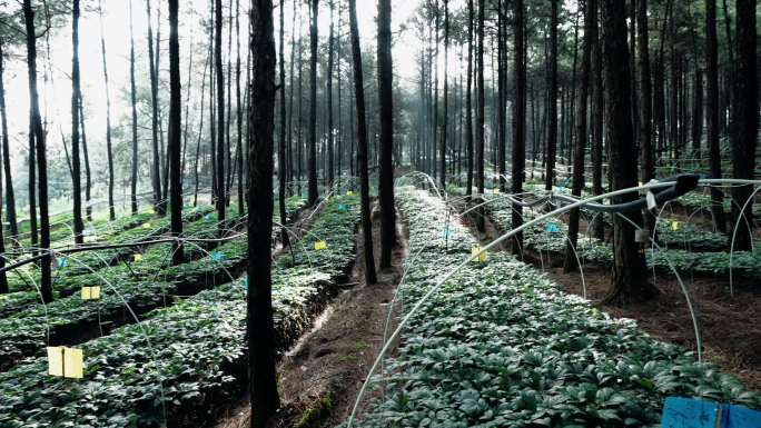 林下三七种植基地、苗圃各个景别4K实拍