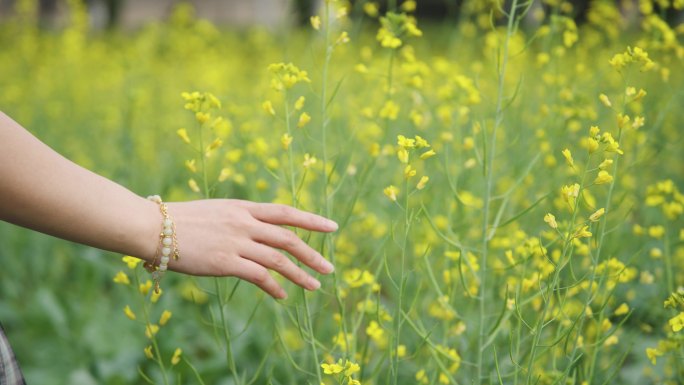 女孩子手抚摸油菜花