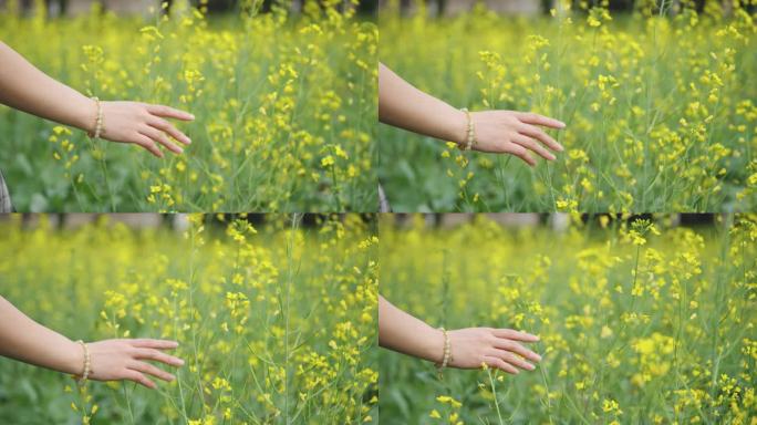 女孩子手抚摸油菜花