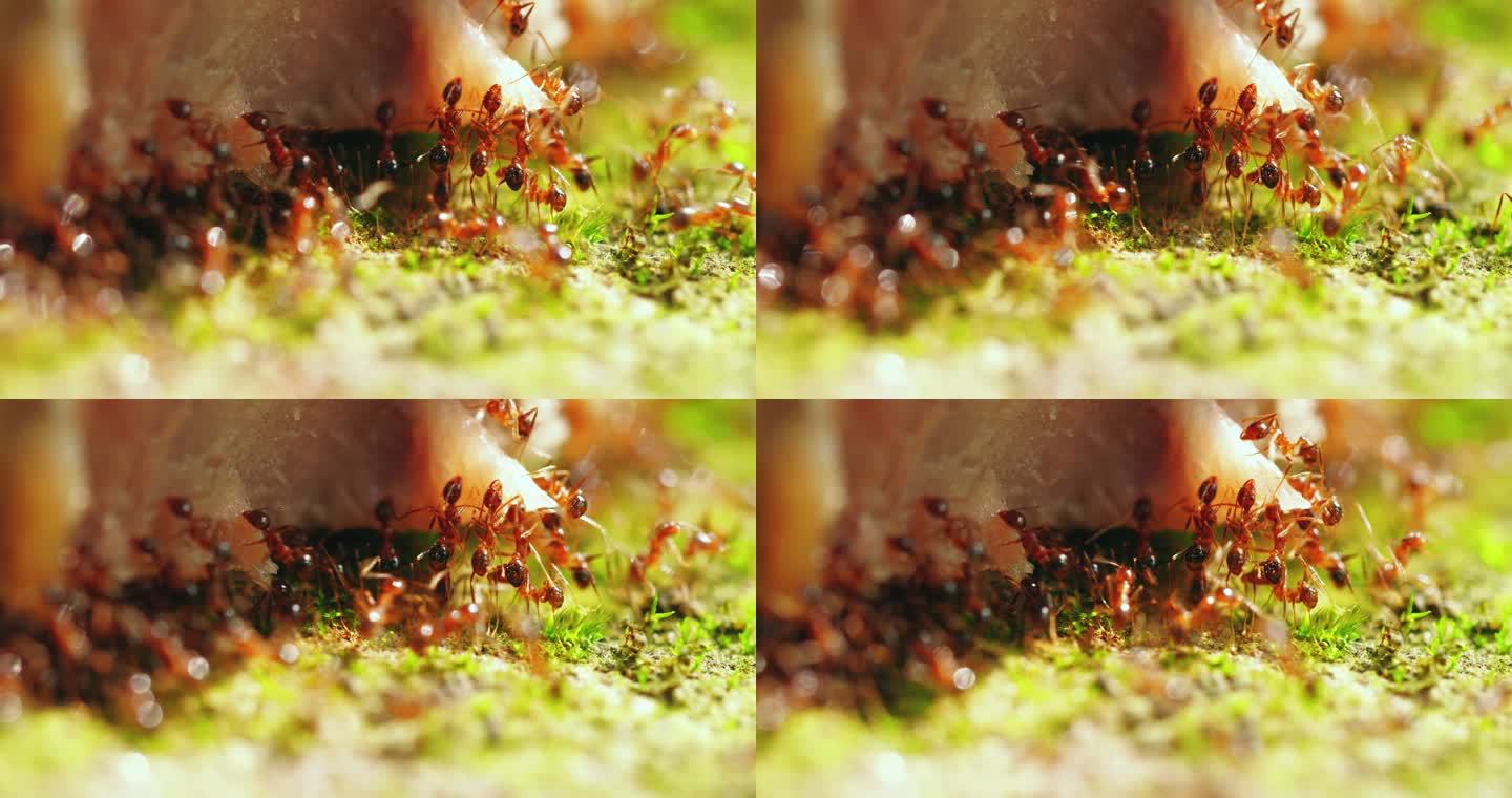 微距特写蚂蚁群集体搬运觅食协调分工合作