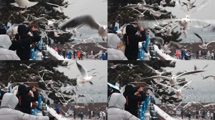 雪中的青岛栈桥海鸥