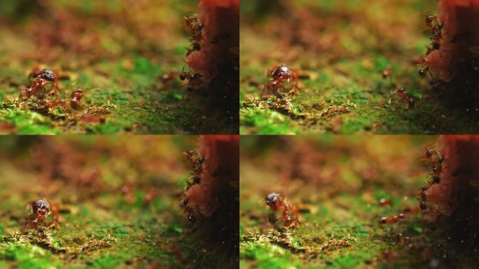 微距特写蚂蚁群集体搬运觅食协调分工合作
