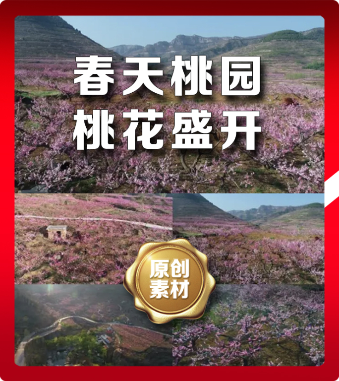 桃花桃园春天桃树美丽乡村农田果树农村