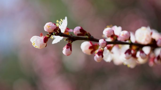 小叶梅花