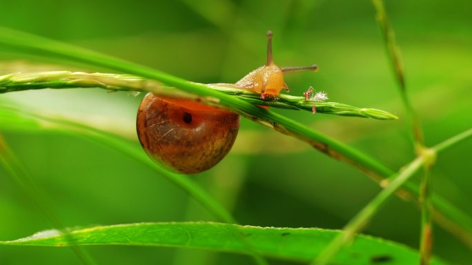 近距离特写雨后草丛中蜗牛觅食