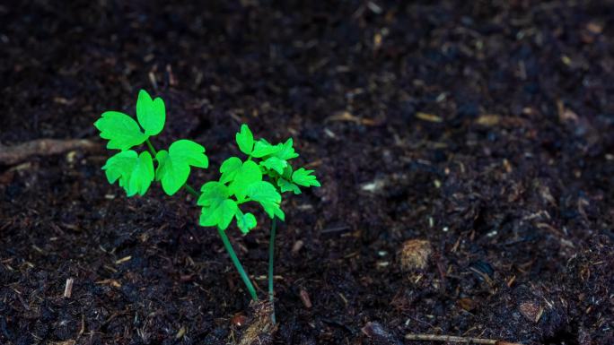 东北野生植物猫爪草生长延时摄影