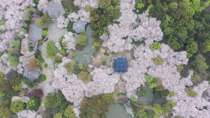 高空下降，递进冲击鼋头渚樱花阁的美