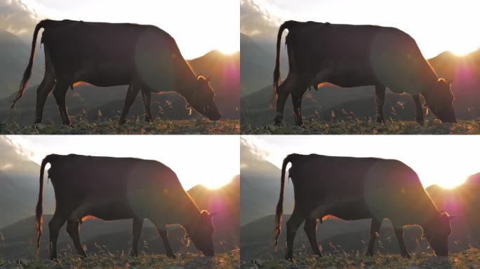 牛在美丽的早晨吃草。奶牛顶着太阳站着。