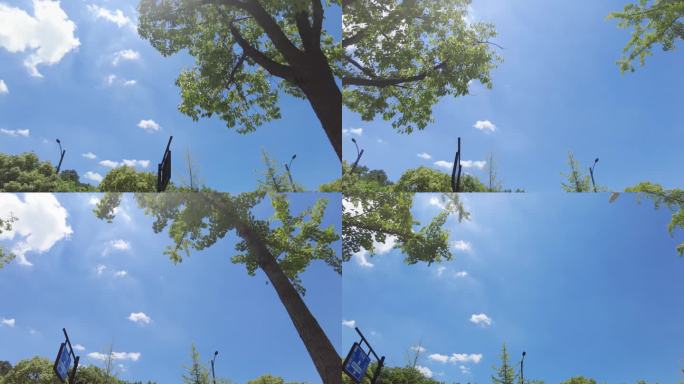 城市马路美景蓝天白云树枝