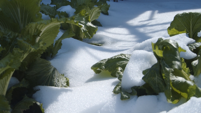 雪地里的蔬菜春天菜地生机