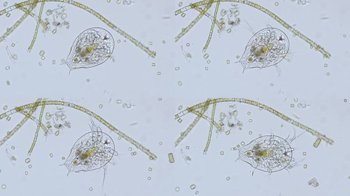 显微镜下独眼目(桡足类)的幼体