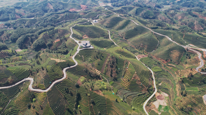 丽水遂昌大拓茶山