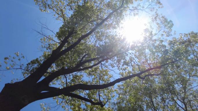 夏天阳光穿过树林树叶自然风景视频素材2