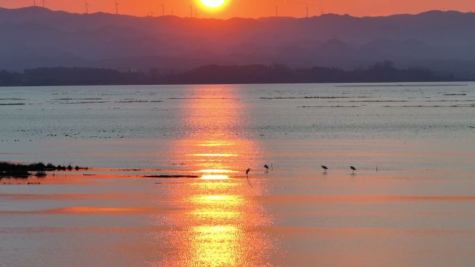 4k贵州威宁草海黑颈鹤栖息地航拍