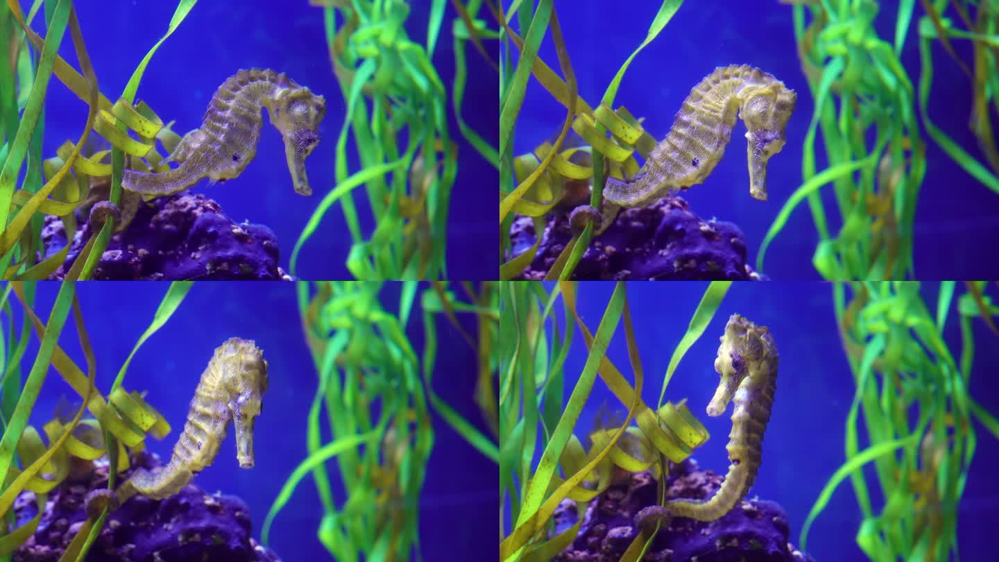 一只海马在水族馆里游泳，它的尾巴悬在海藻上。