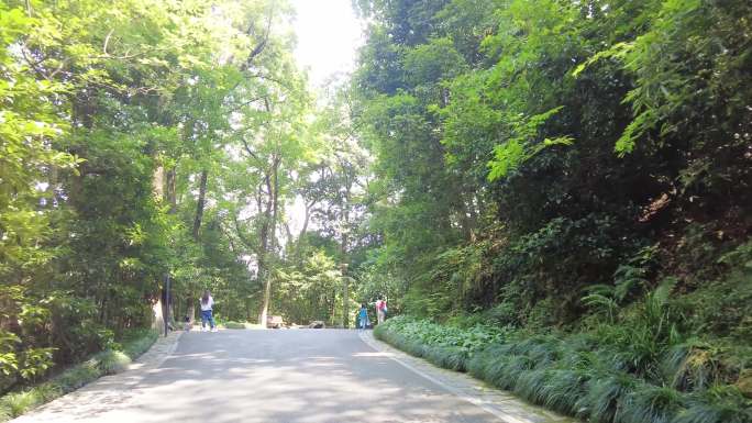 风景景区行人树林小道路