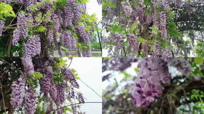 紫罗兰鲜花花朵植物盛开