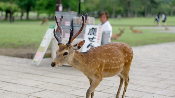 （4k-log）日本奈良小鹿
