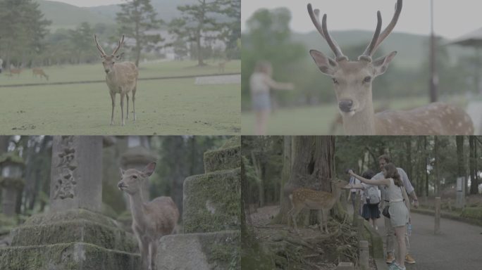 （4k-log）日本奈良小鹿