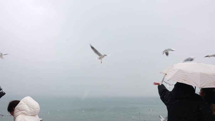 雪中的青岛栈桥海鸥