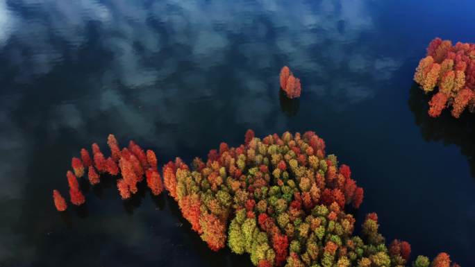 水杉池衫湖面秋天景色黄叶红叶美丽乡村