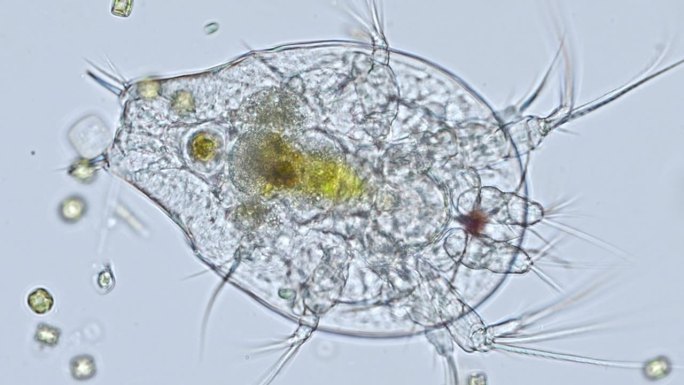 显微镜下独眼目(桡足类)的幼体