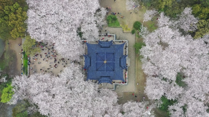垂直拉升，无锡鼋头渚樱花阁，春天里的中式