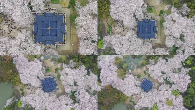垂直拉升，无锡鼋头渚樱花阁，春天里的中式