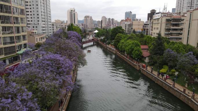 昆明盘龙江河道蓝花楹航拍视频