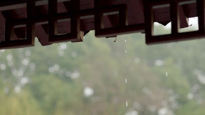 春天的雨水，树木开始发芽