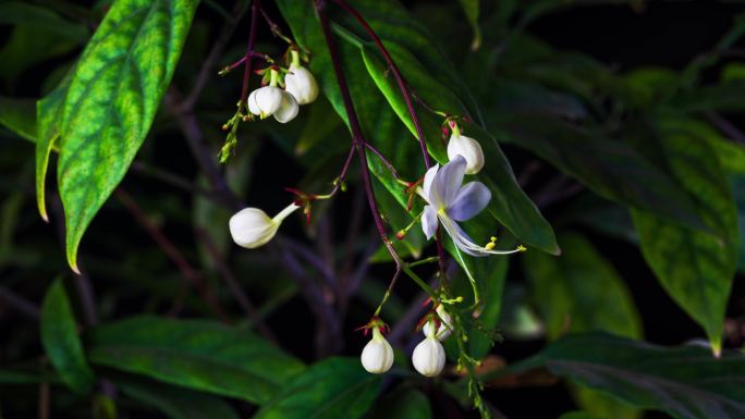 春天垂丝茉莉花开延时摄影