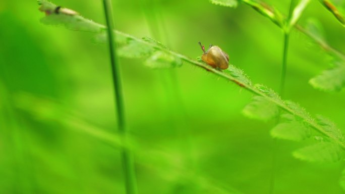 近距离特写雨后草丛中蜗牛觅食