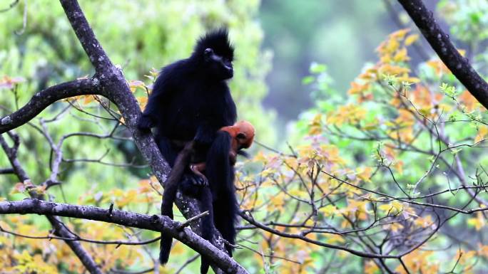 贵州沿河：黑叶猴种群扩大至72群763只