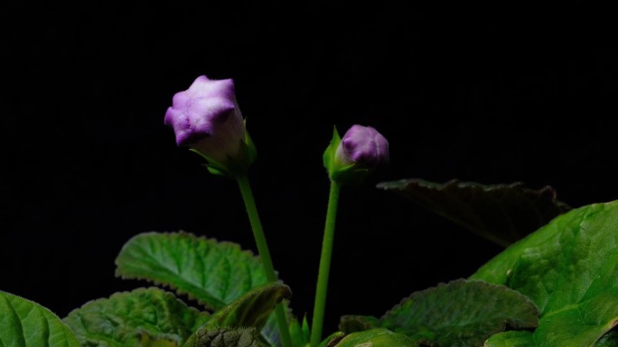 延时摄影春天生命绽放野花紫麻圈苦苣苔