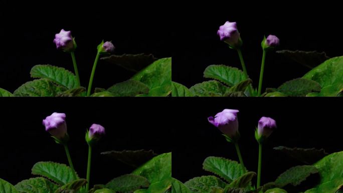 延时摄影春天生命绽放野花紫麻圈苦苣苔