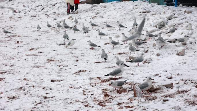 雪中的青岛栈桥海鸥
