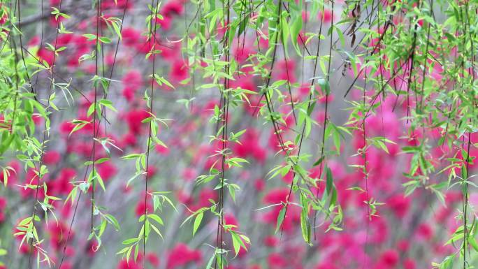 重庆南川：花红柳绿又一春